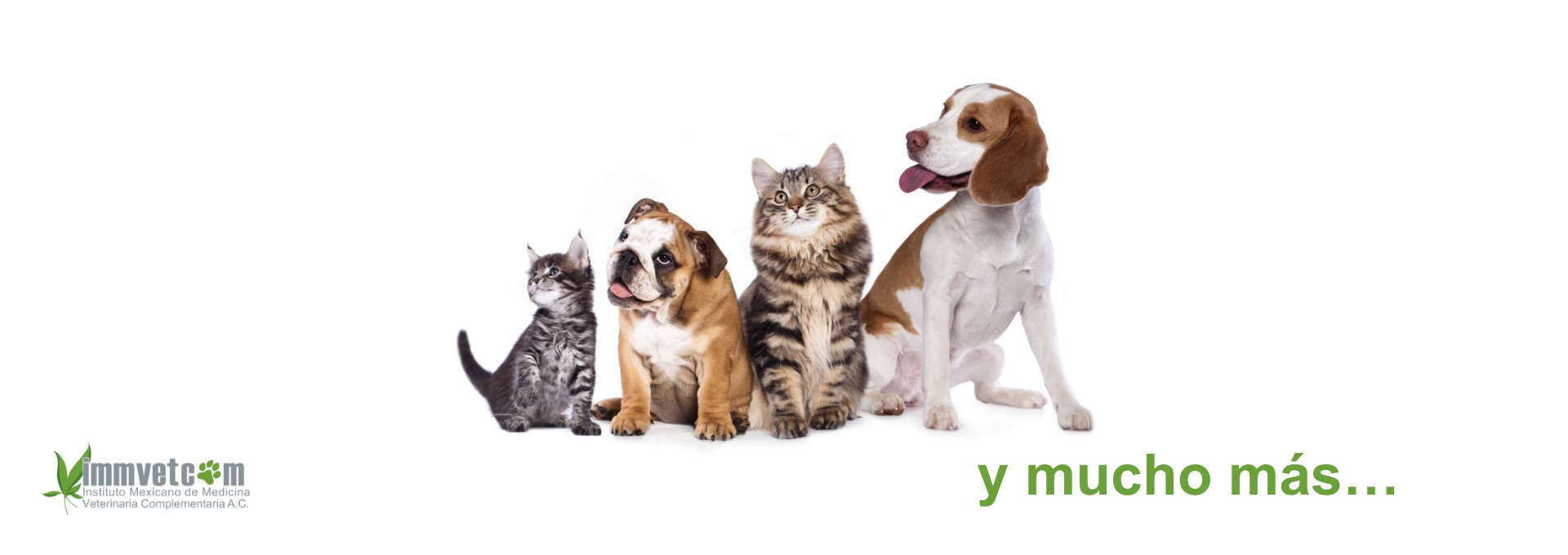 Educación Profesional en la Medicina Veterinaria 100% en Línea